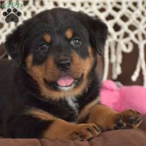 Azalea, Bernese Mountain Dog Mix Puppy
